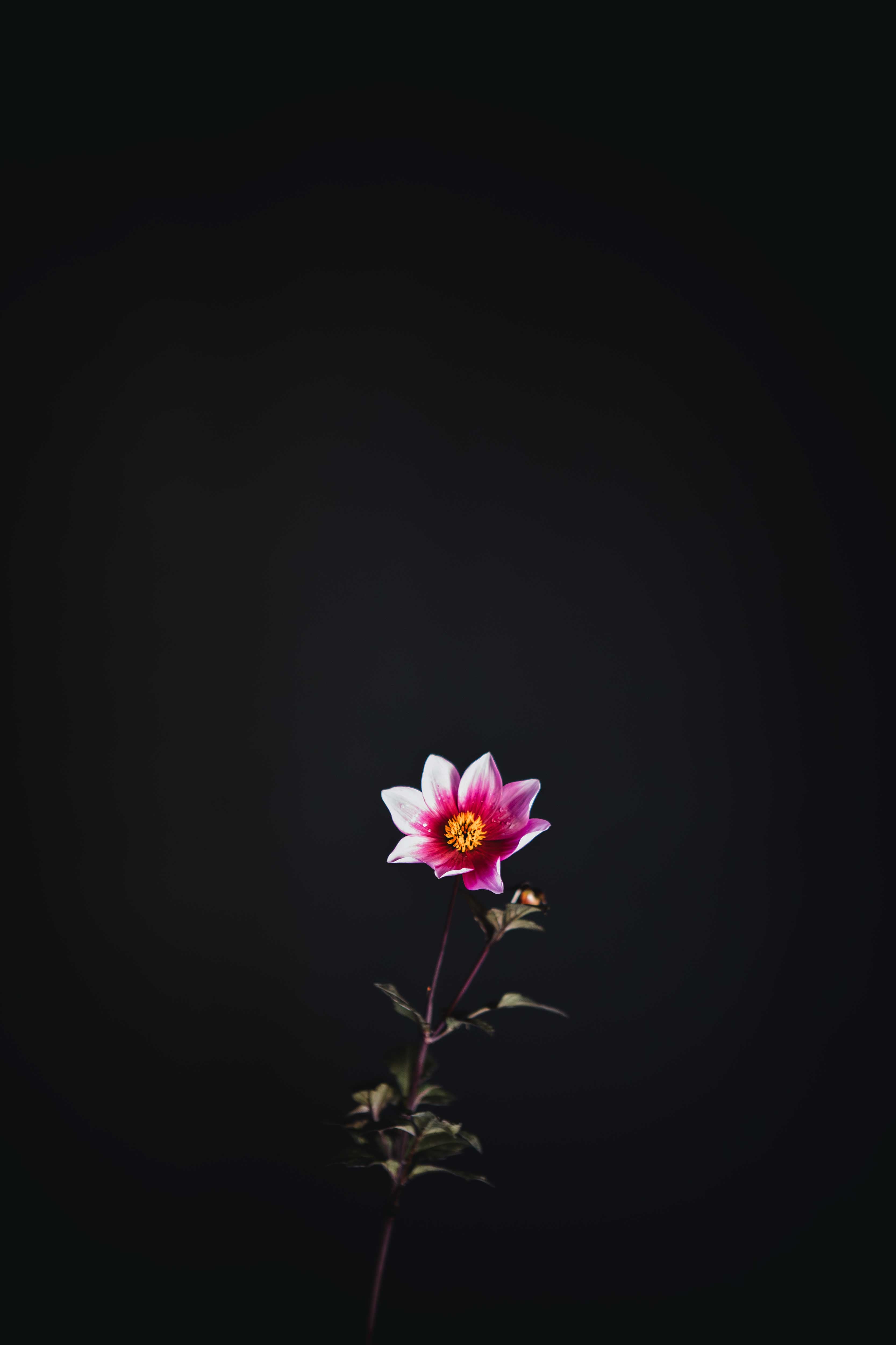 Roxanne | Dahlia Tuber