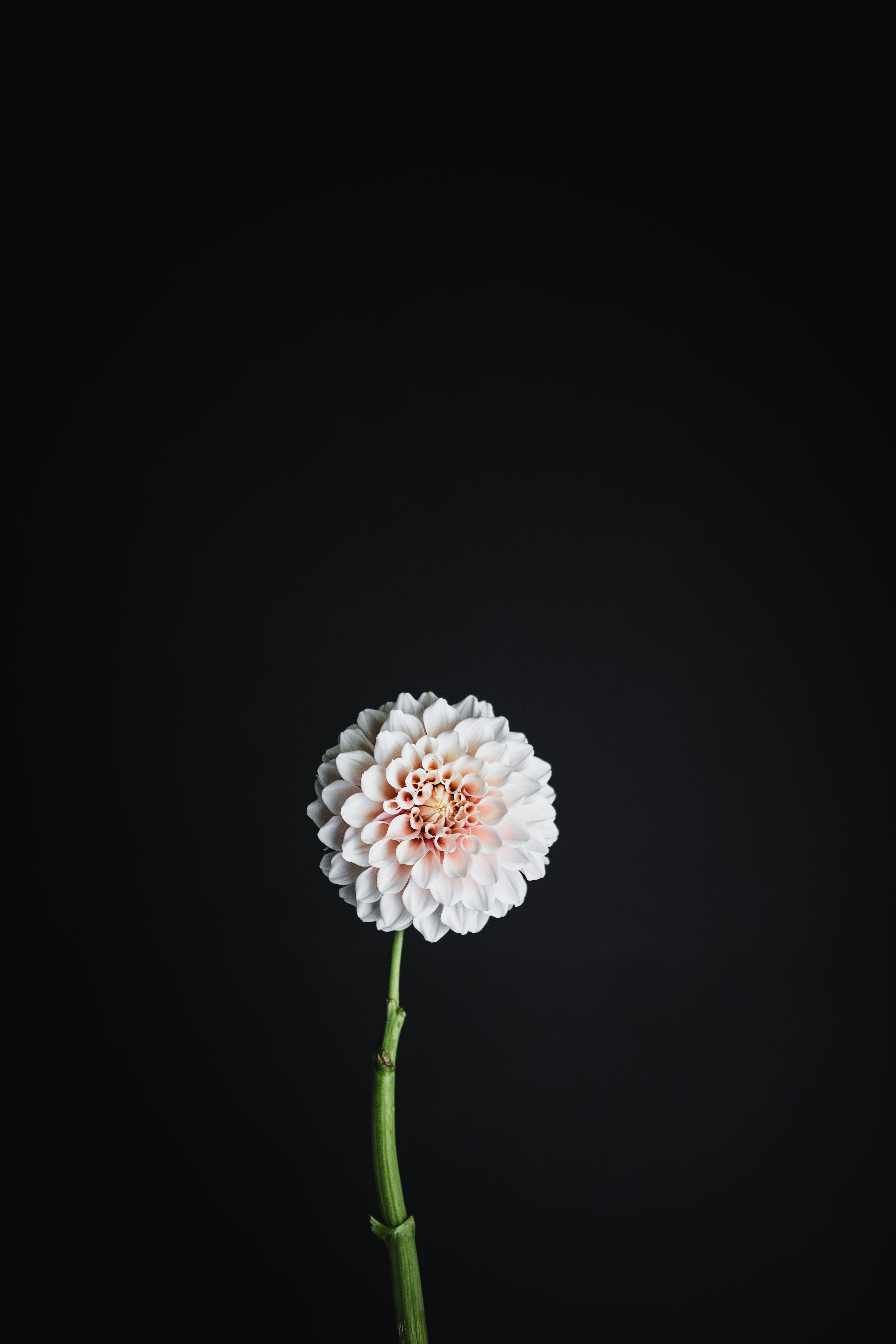 Ruthless Livi | Dahlia Tuber