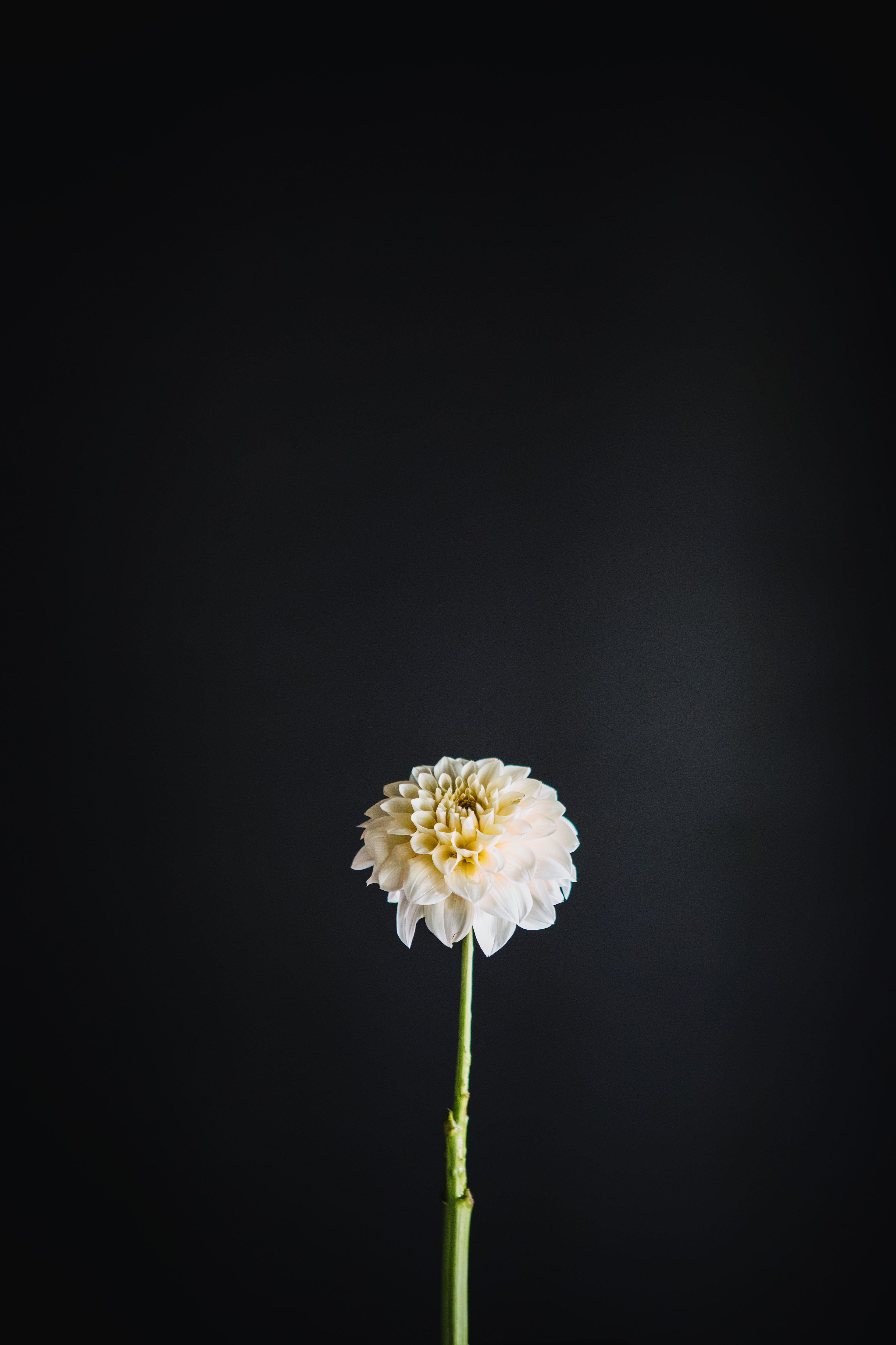 Serenade Buttercream | Dahlia Tuber