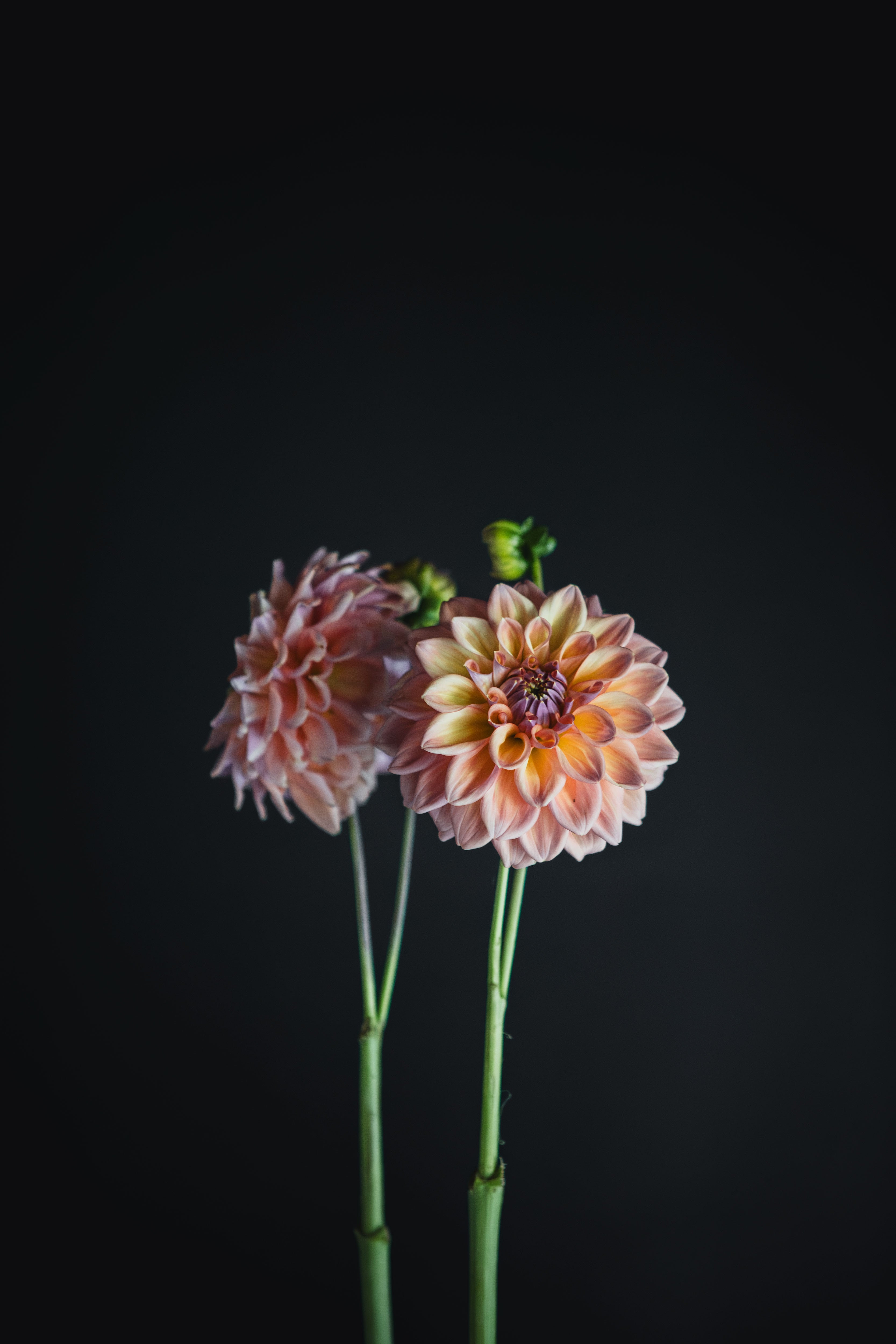 Serenade CanCan | Dahlia Tuber