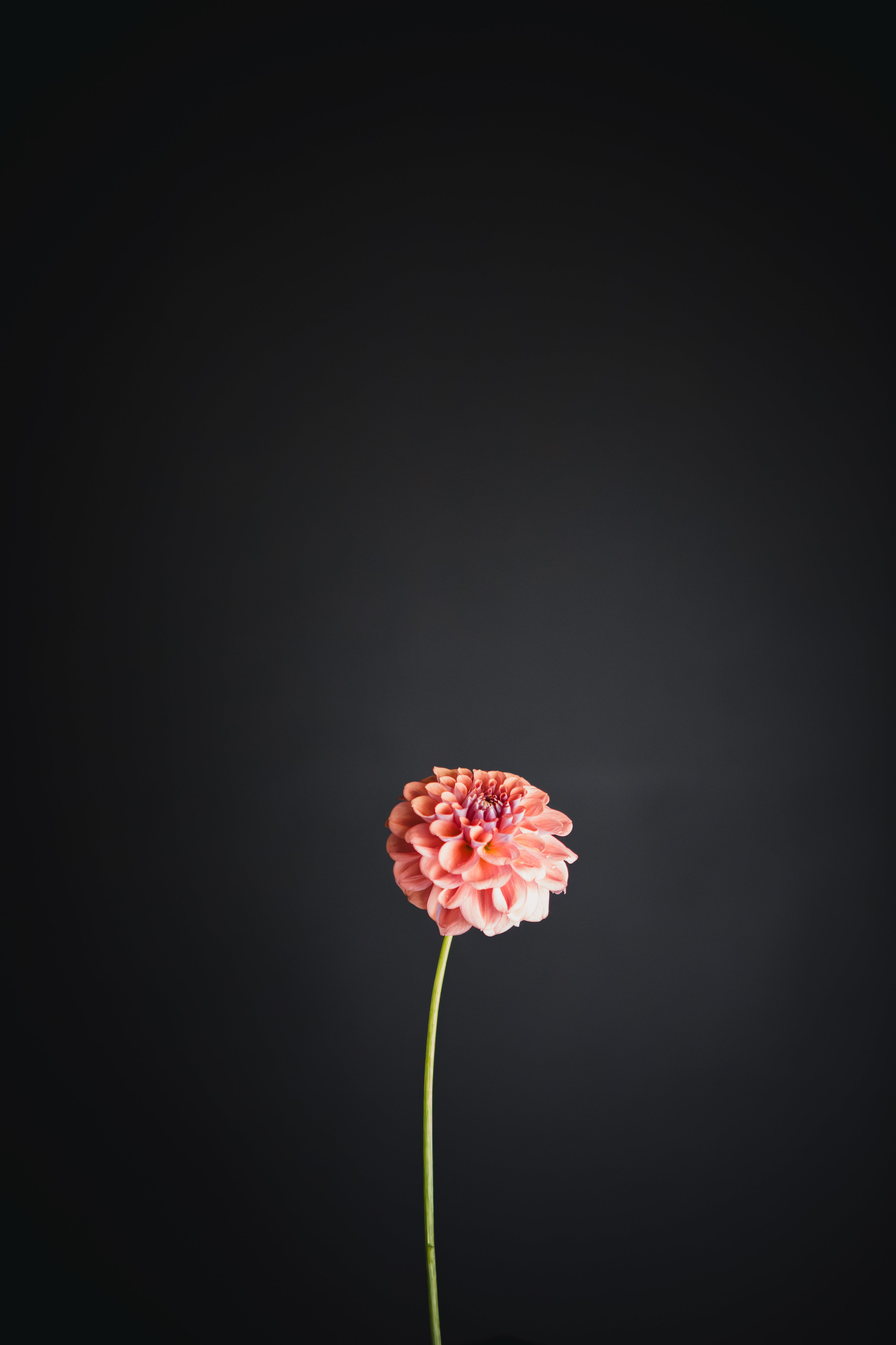 Sport of Glenmarc Sophie | Dahlia Tuber