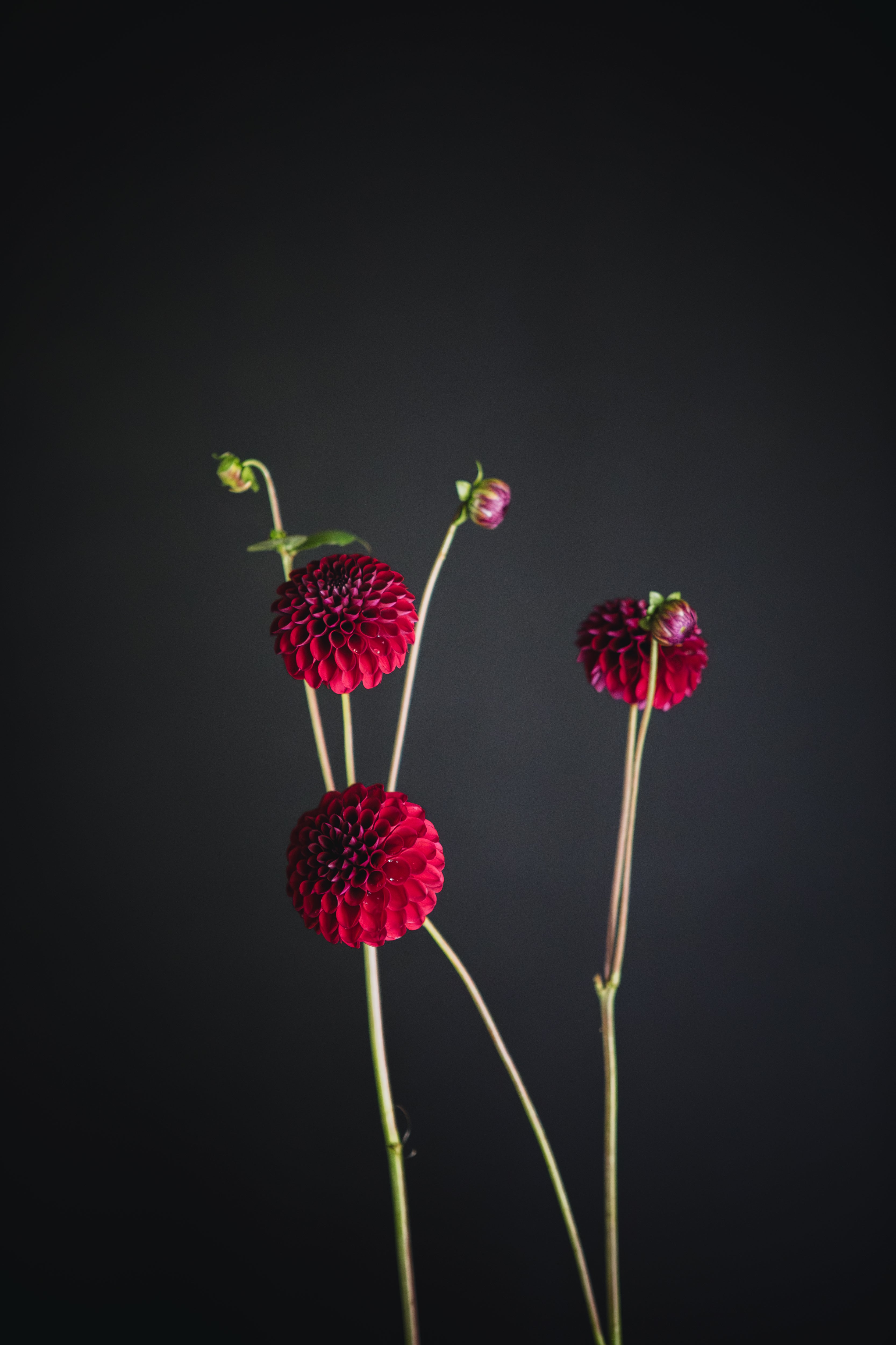 Steve's Choice | Dahlia Tuber