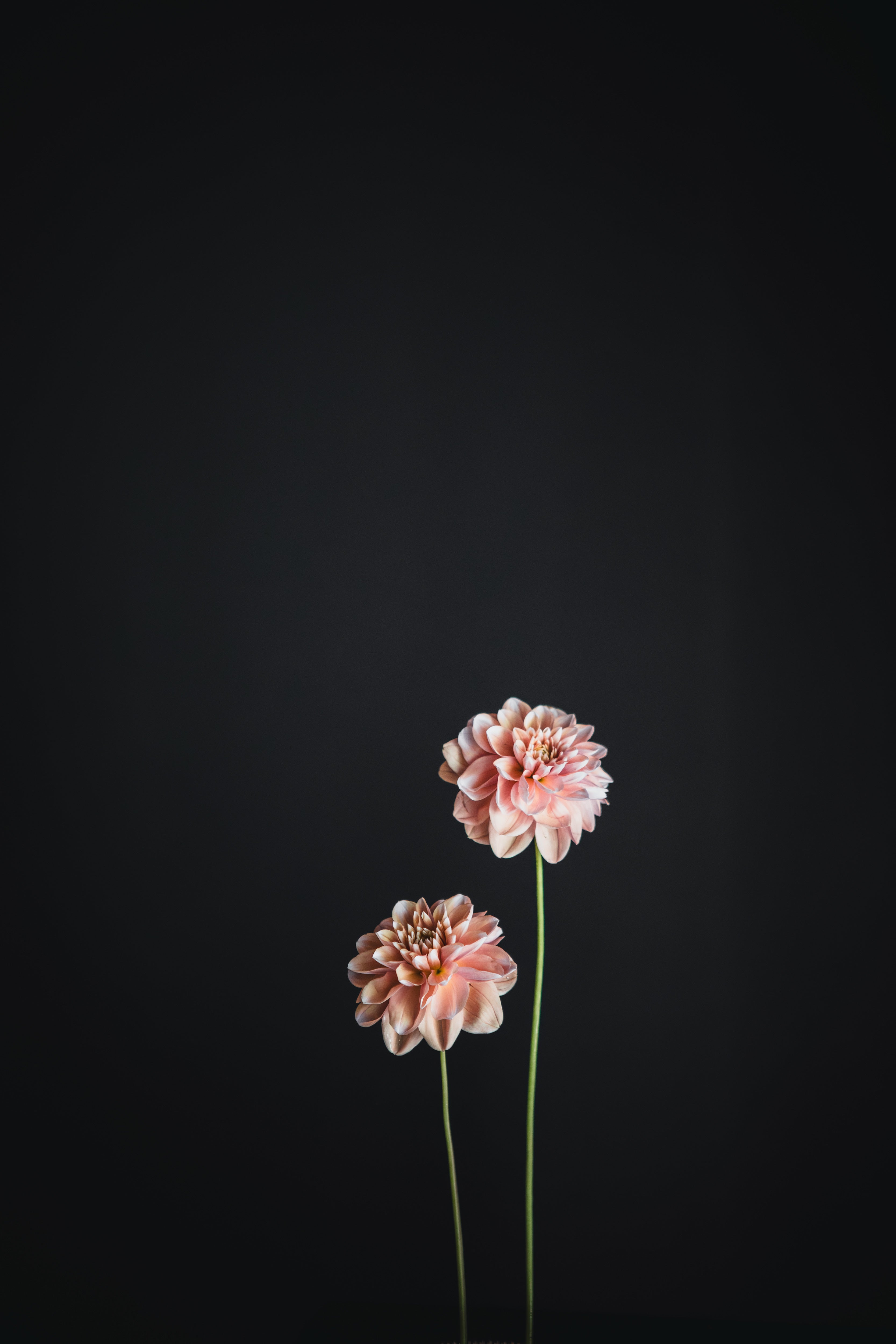 Tropical Dream | Dahlia Tuber