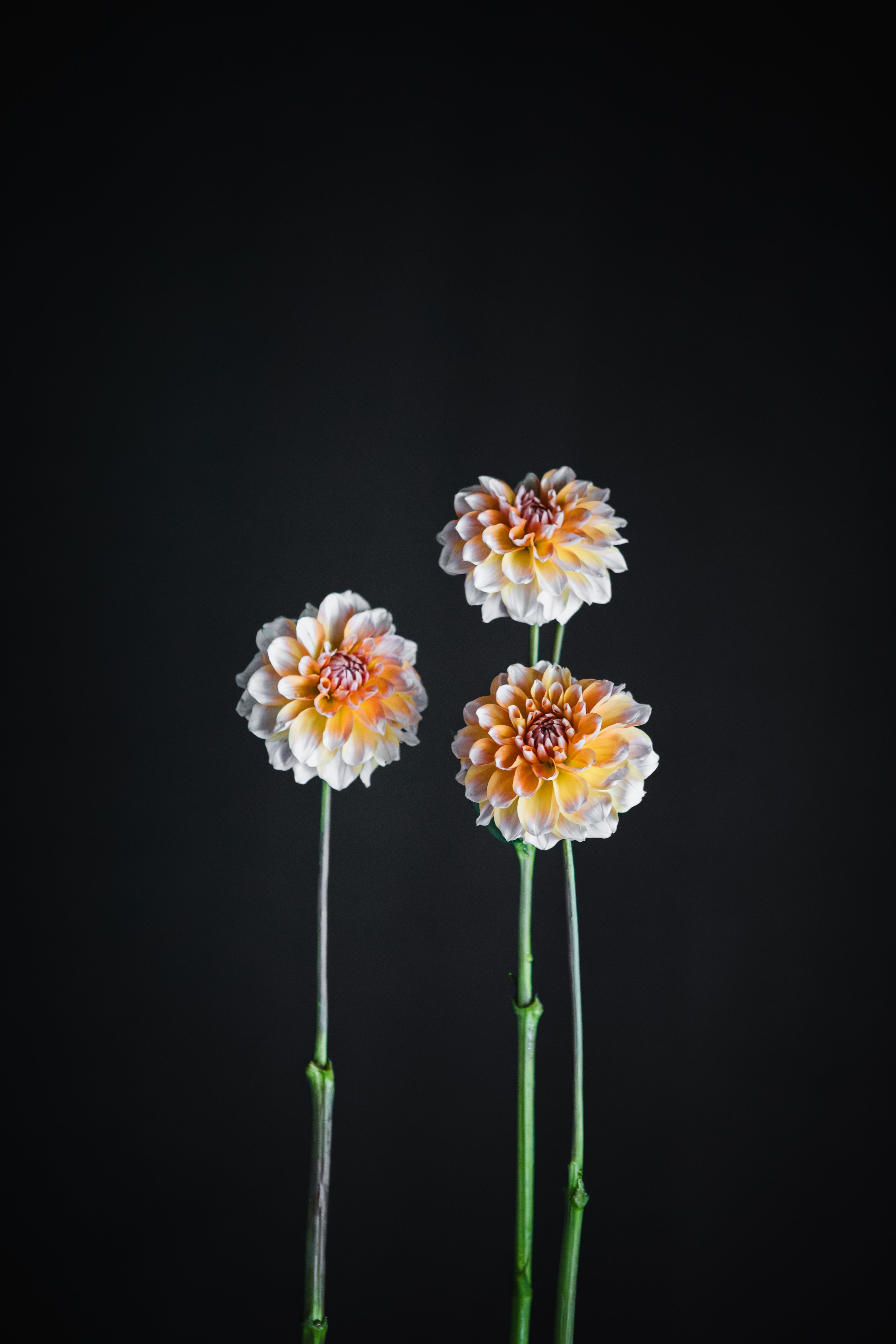 Portlight Pair Beauty | Dahlia Tuber