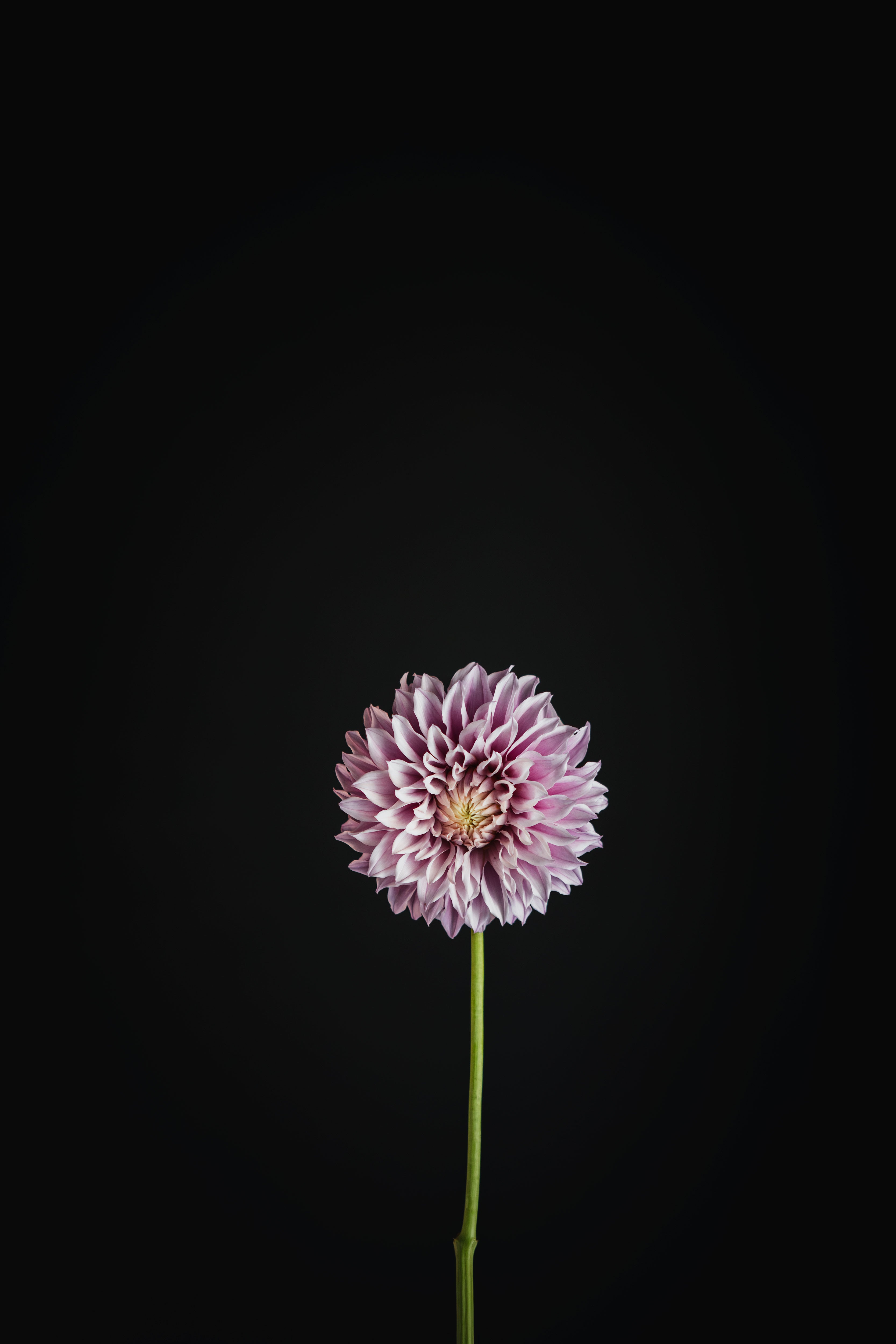 Vera's Elma | Dahlia Tuber
