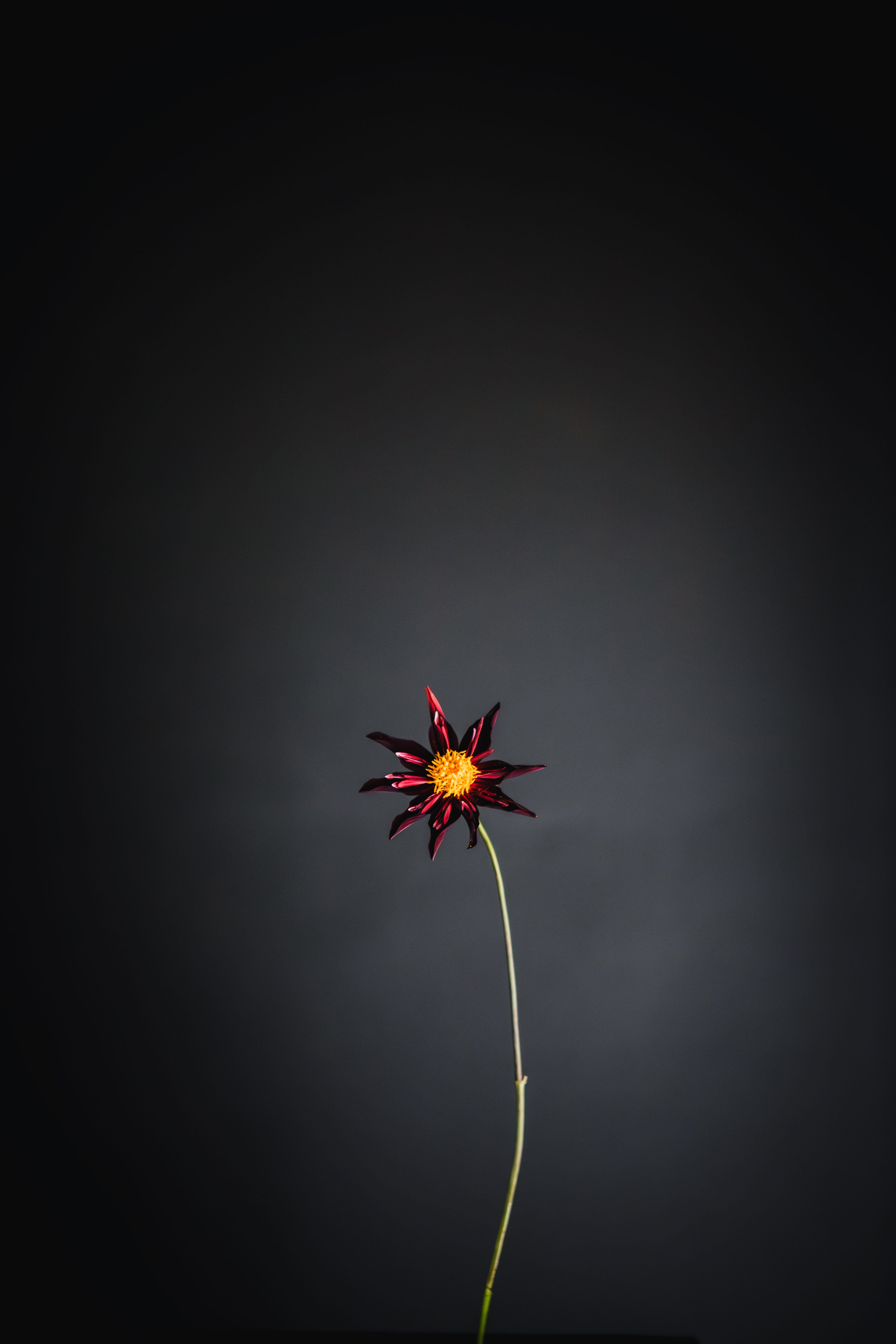 Verone's Obsidian | Dahlia Tuber