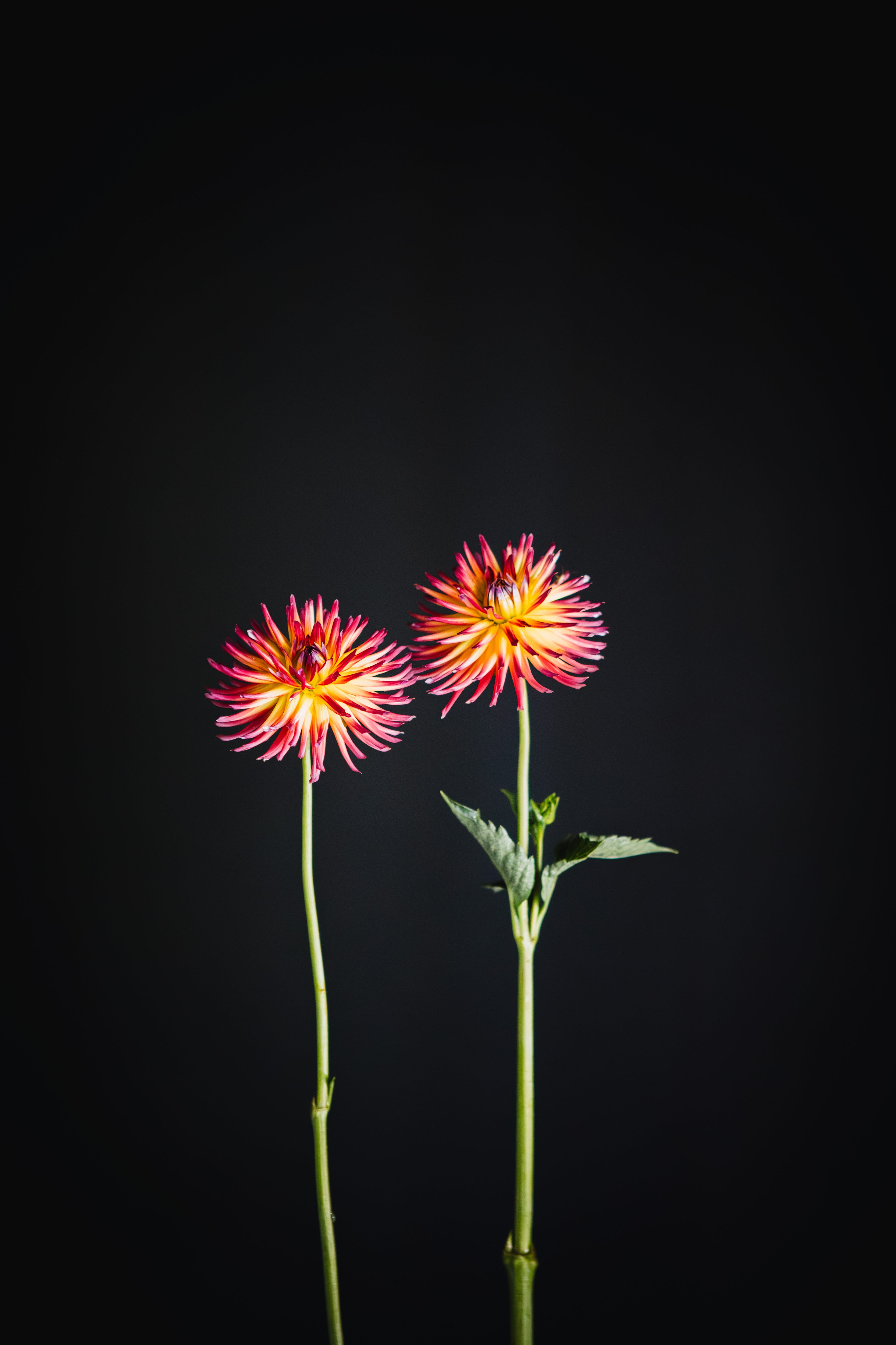Weston Spanish Dance | Dahlia Tuber