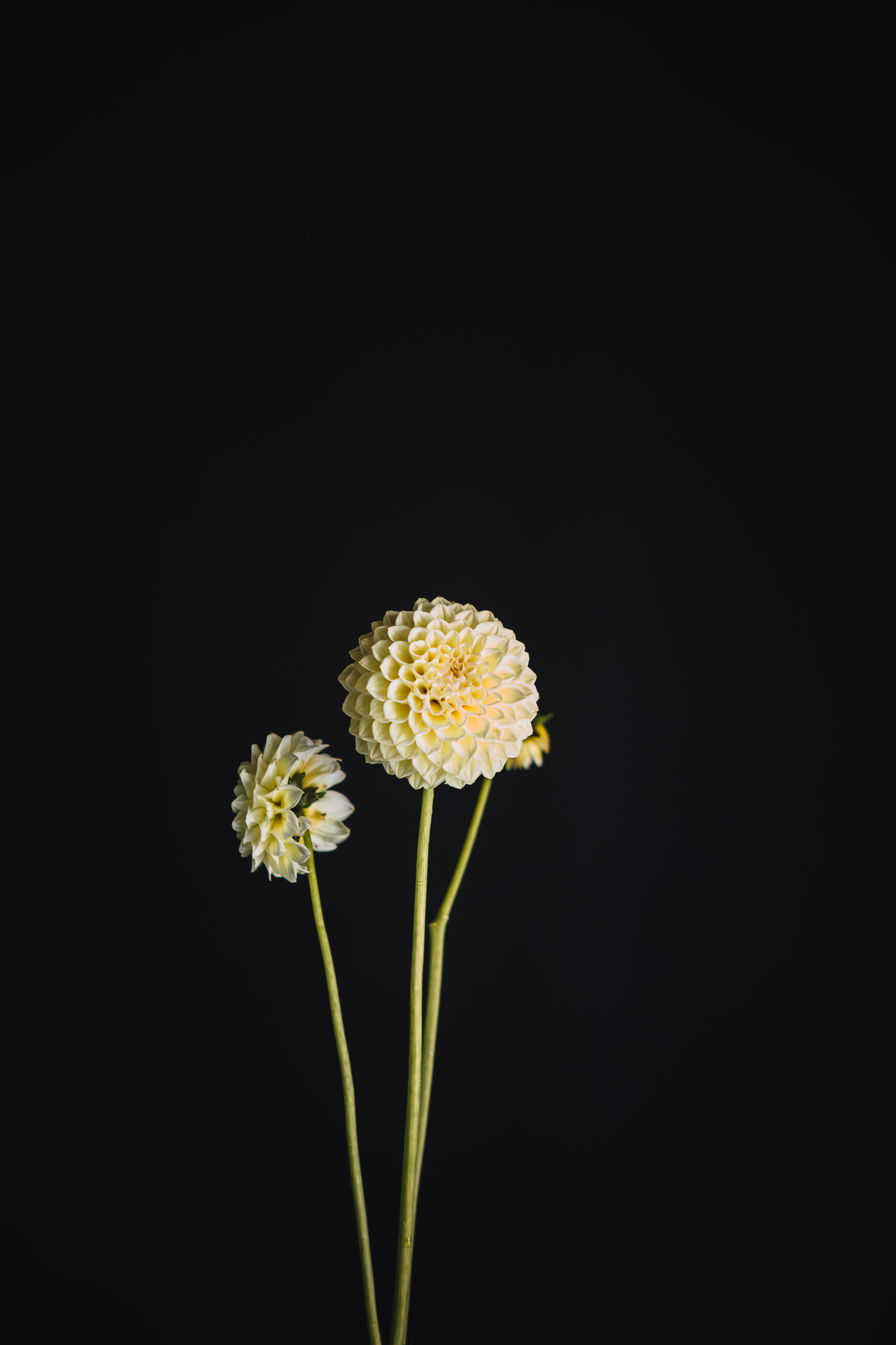 Winholme Diane | Dahlia Tuber