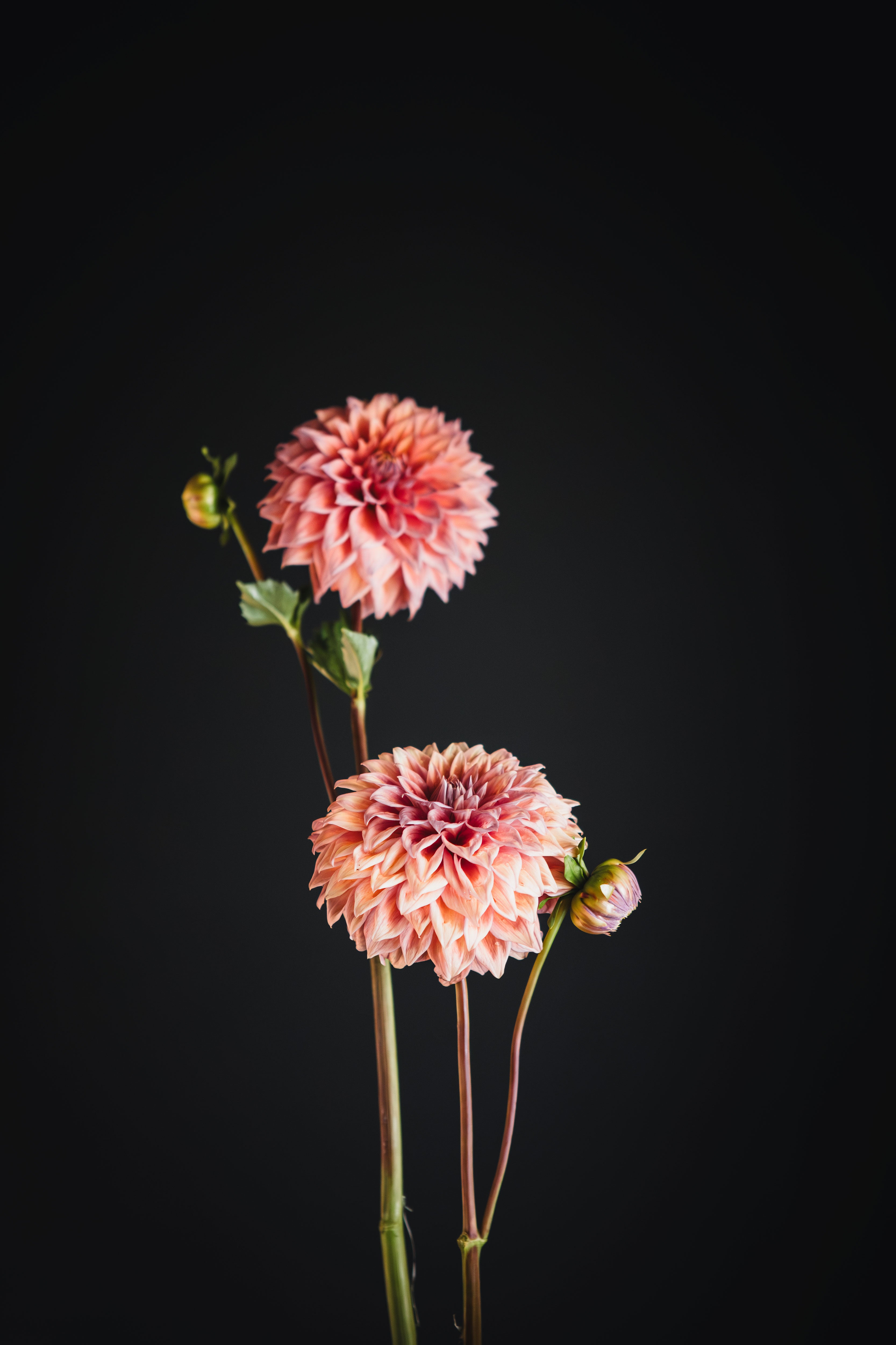 Winkie Cinnamon | Dahlia Tuber