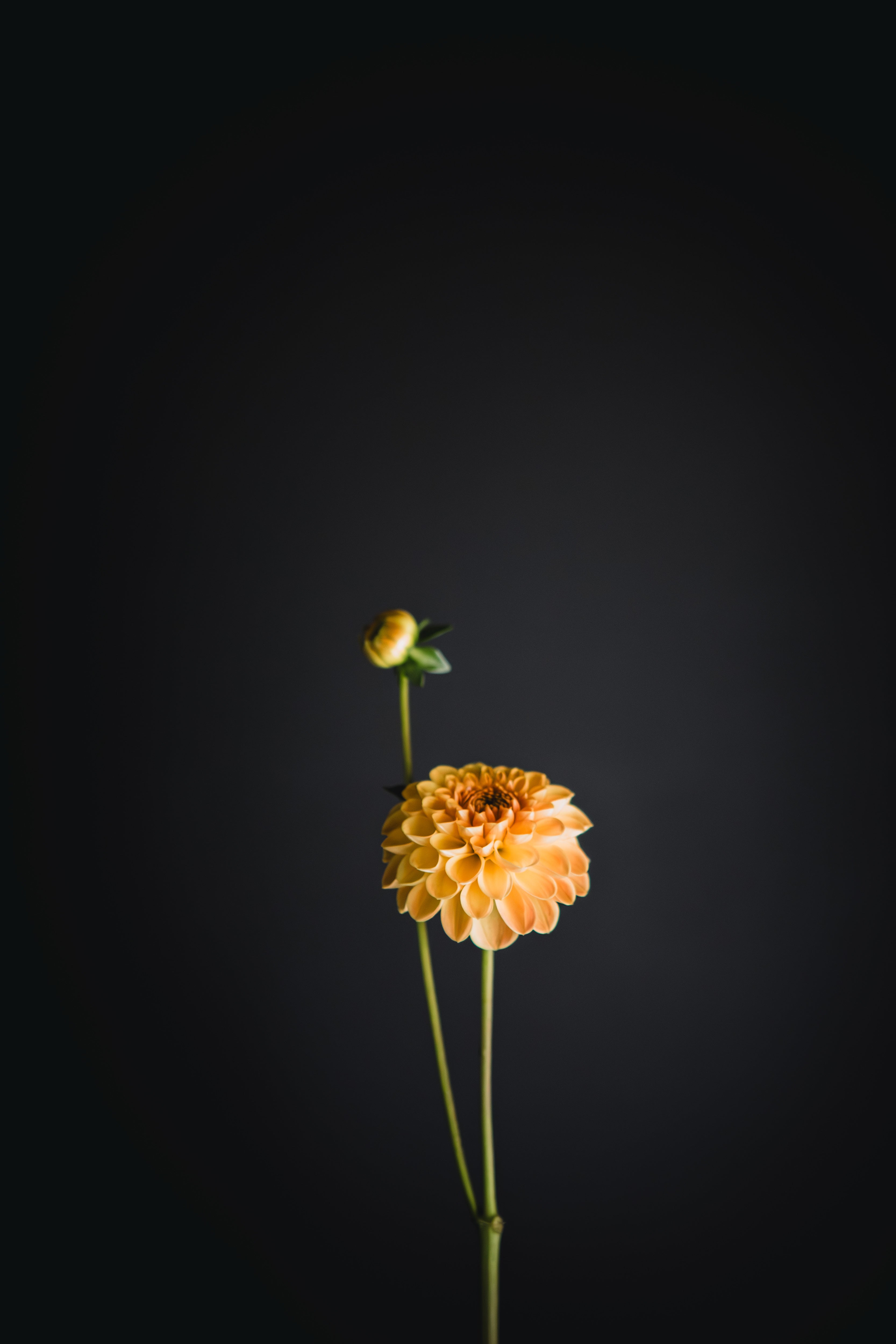 Winkie Ingot | Dahlia Tuber