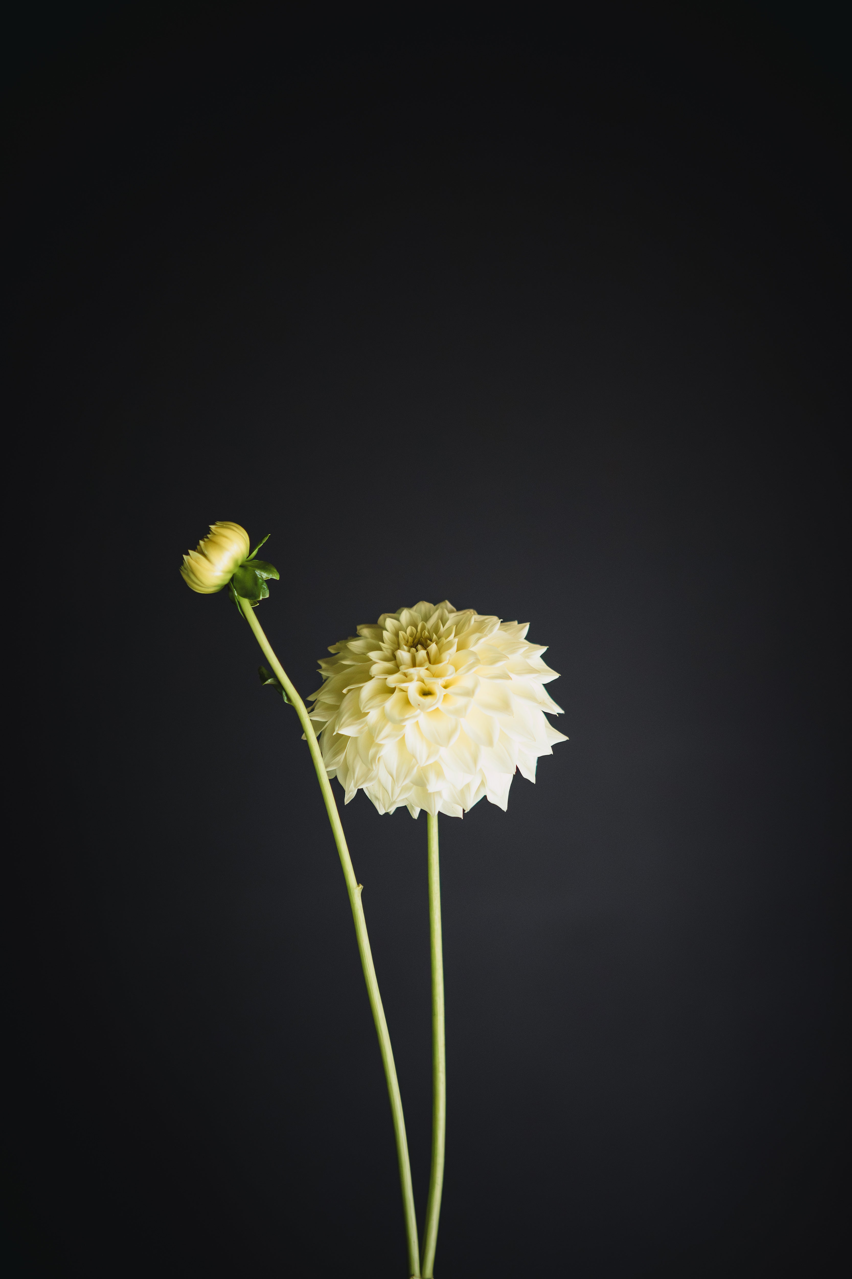 Winkie Serenity | Dahlia Tuber