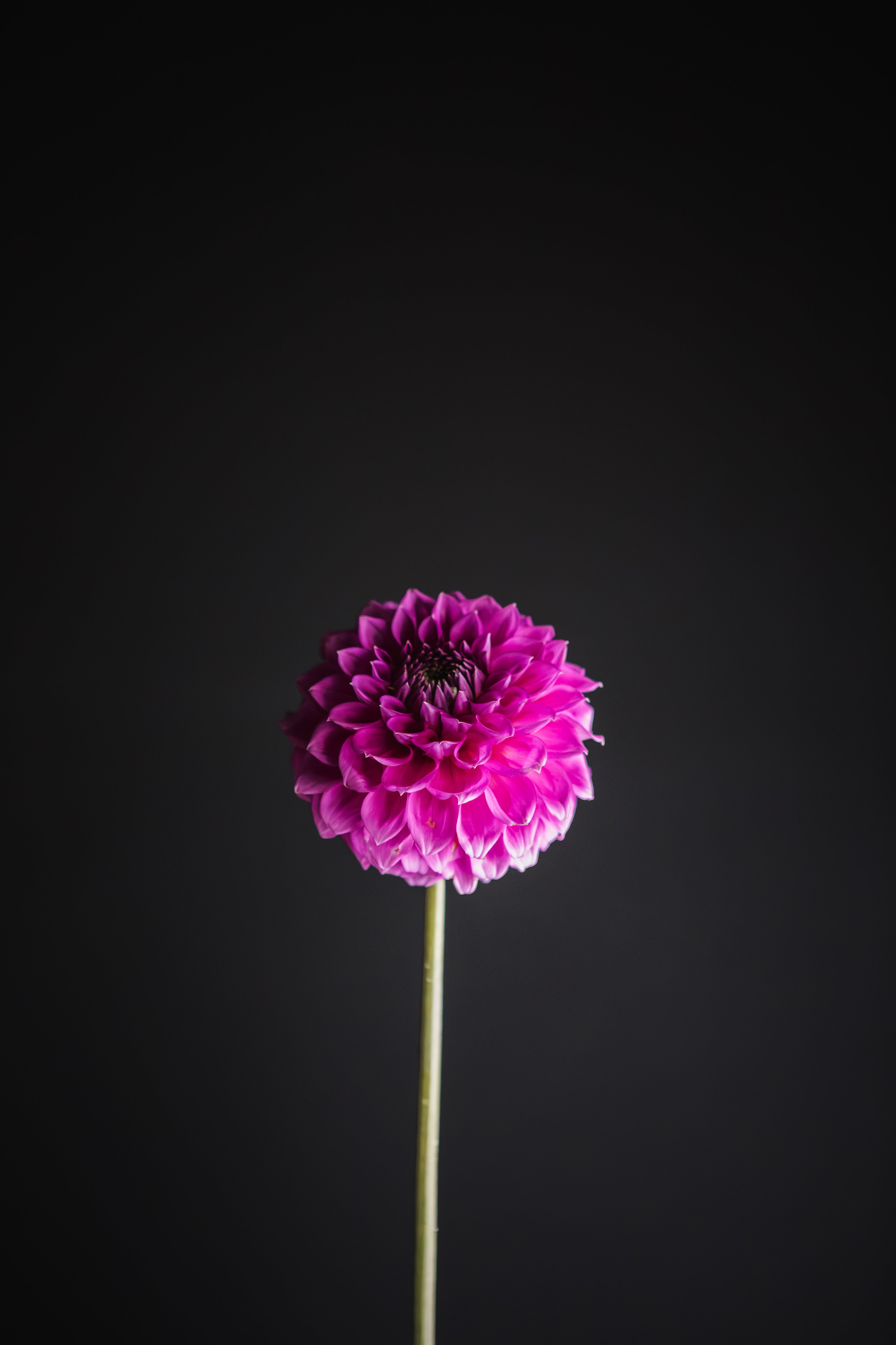 Winkie Cavalier | Dahlia Tuber