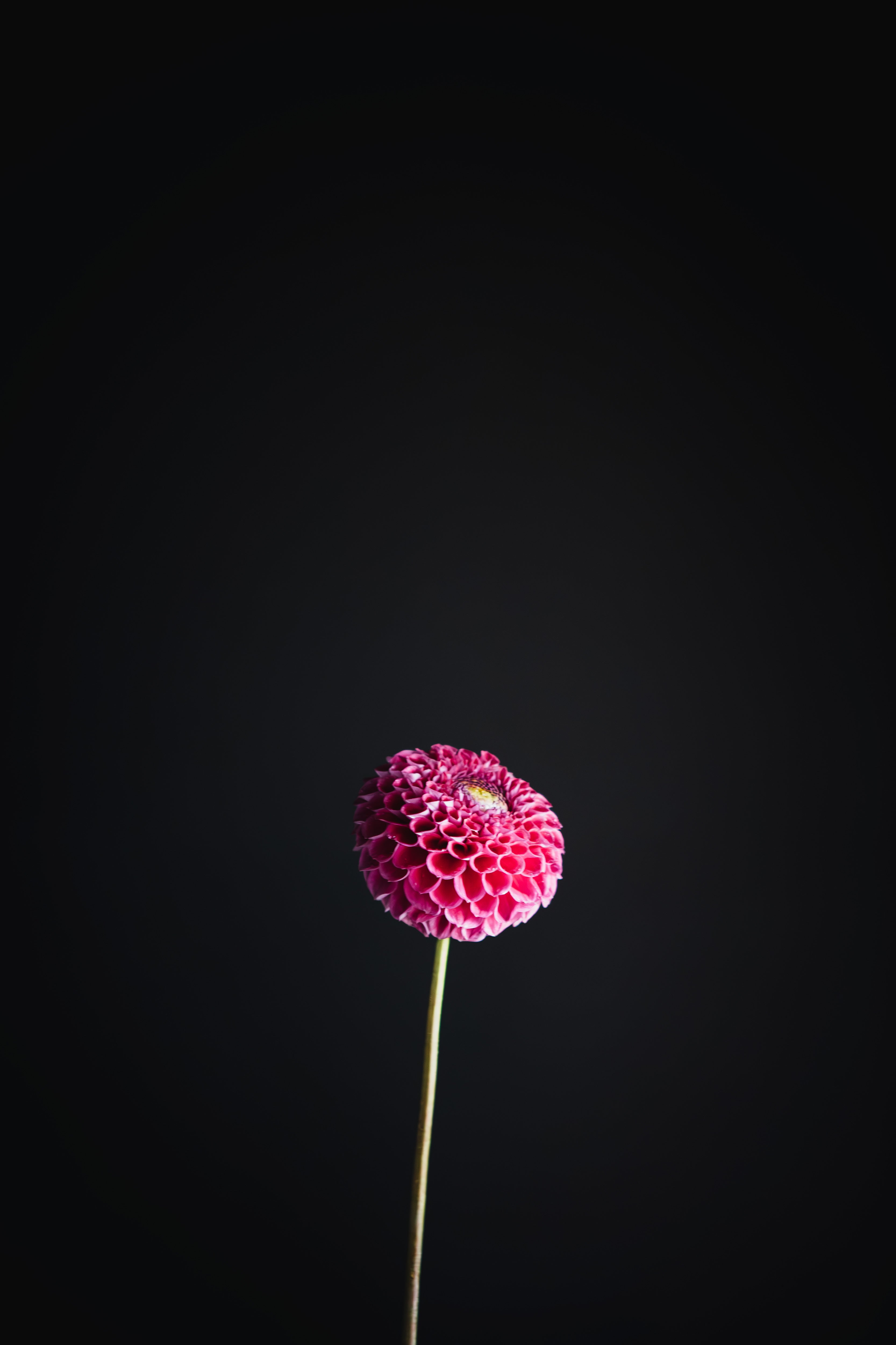 Winkie Robot | Dahlia Tuber