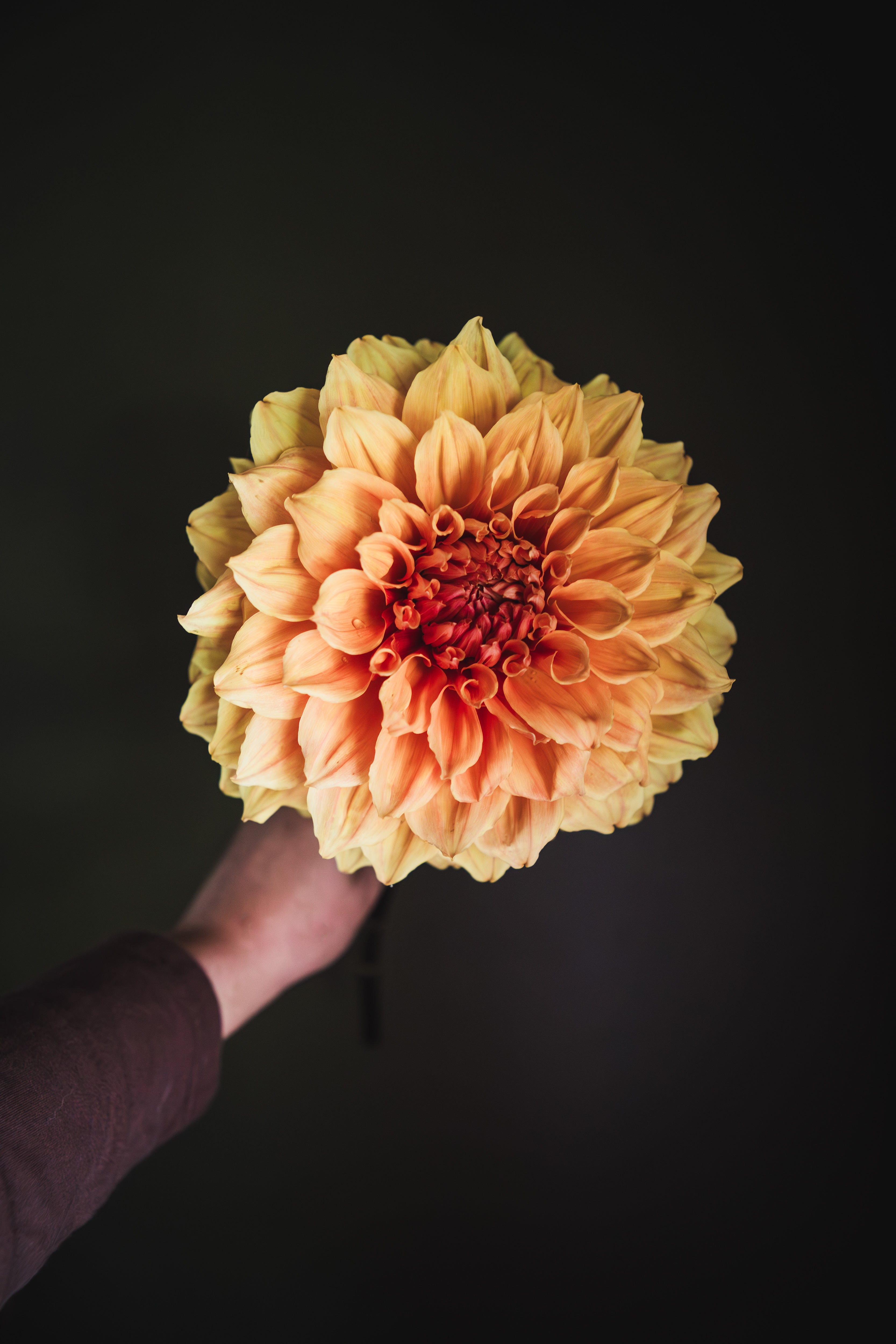 Winkie Whopper | Dahlia Tuber
